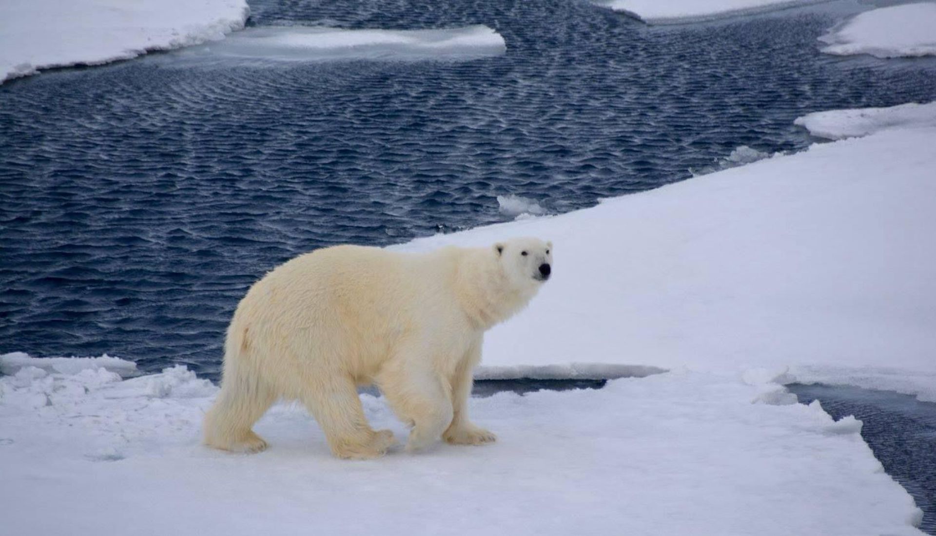 Polar Bear, Arctic.
